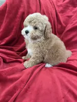Robert, a male Maltipoo for sale in Valencia, CA – Photo 2 of 10