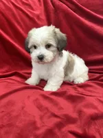 Fiona, a female Shihpoo for sale in Valencia, CA – 6 of 10