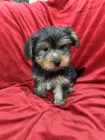 Milo, a male Yorkshire Terrier for sale in Valencia, CA – 10 of 10
