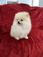 Channel , a female Pomeranian for sale in Valencia, CA – 10 of 10