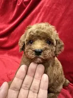 Cooper, a male Poodle - Toy  for sale in Valencia, CA – 2 of 10