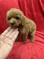 Ruby, a female Poodle - Toy  for sale in Valencia, CA – 4 of 10