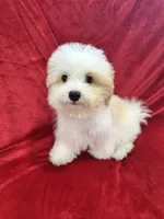 Mika, a female Maltipoo for sale in Valencia, CA – 4 of 10