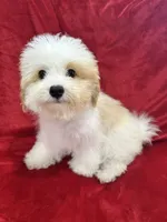 Mika, a female Maltipoo for sale in Valencia, CA – 1 of 10
