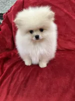 Channel , a female Pomeranian for sale in Valencia, CA – 6 of 10