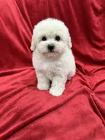 Lucy, a female Maltipoo for sale in Valencia, CA – 6 of 10