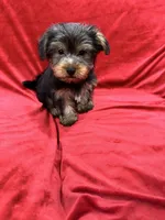 Milo, a male Yorkshire Terrier for sale in Valencia, CA – 6 of 10