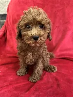 Milo, a male Poodle - Toy  for sale in Valencia, CA – 6 of 9
