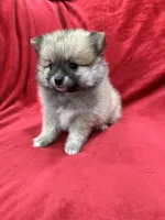 Bella, a female Pomeranian for sale in Valencia, CA – 10 of 10