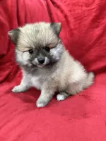 Bella, a female Pomeranian for sale in Valencia, CA – 1 of 10