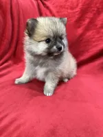 Bella, a female Pomeranian for sale in Valencia, CA – 3 of 10