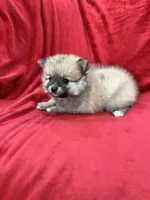 Bella, a female Pomeranian for sale in Valencia, CA – 6 of 10