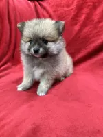 Bella, a female Pomeranian for sale in Valencia, CA – 4 of 10
