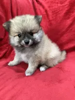 Bella, a female Pomeranian for sale in Valencia, CA – 9 of 10
