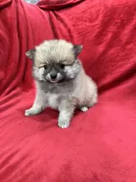 Bella, a female Pomeranian for sale in Valencia, CA – 7 of 10