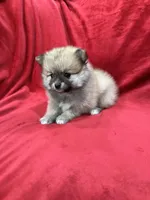 Bella, a female Pomeranian for sale in Valencia, CA – 2 of 10