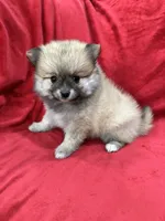 Bella, a female Pomeranian for sale in Valencia, CA – 5 of 10