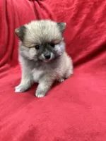 Bella, a female Pomeranian for sale in Valencia, CA – 8 of 10