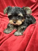 Theo, a male Yorkshire Terrier for sale in Valencia, CA – 6 of 10