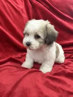 Polo, a male Shihpoo for sale in Valencia, CA – 7 of 10