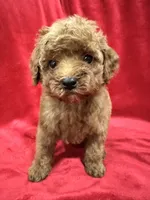 Cooper, a male Poodle - Toy  for sale in Valencia, CA – 7 of 10