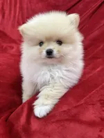 Jordi, a male Pomeranian for sale in Valencia, CA – 3 of 10