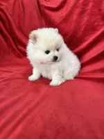Polo, a male Pomeranian for sale in Valencia, CA – 6 of 10