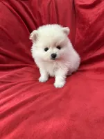 Polo, a male Pomeranian for sale in Valencia, CA – 7 of 10
