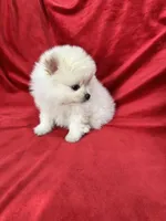 Polo, a male Pomeranian for sale in Valencia, CA – 10 of 10