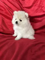 Polo, a male Pomeranian for sale in Valencia, CA – 2 of 10