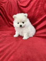 Polo, a male Pomeranian for sale in Valencia, CA – 9 of 10
