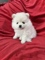 Polo, a male Pomeranian for sale in Valencia, CA – 5 of 10