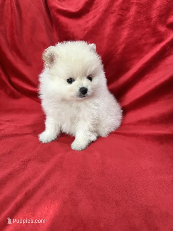 Polo – Pomeranian puppy for sale in Valencia, CA