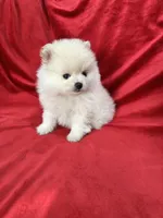 Polo, a male Pomeranian for sale in Valencia, CA – 1 of 10