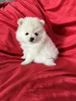 Polo, a male Pomeranian for sale in Valencia, CA – 8 of 10