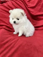 Polo, a male Pomeranian for sale in Valencia, CA – 4 of 10