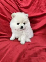 Polo, a male Pomeranian for sale in Valencia, CA – 3 of 10