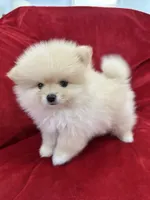 Jordi, a male Pomeranian for sale in Valencia, CA – 10 of 10