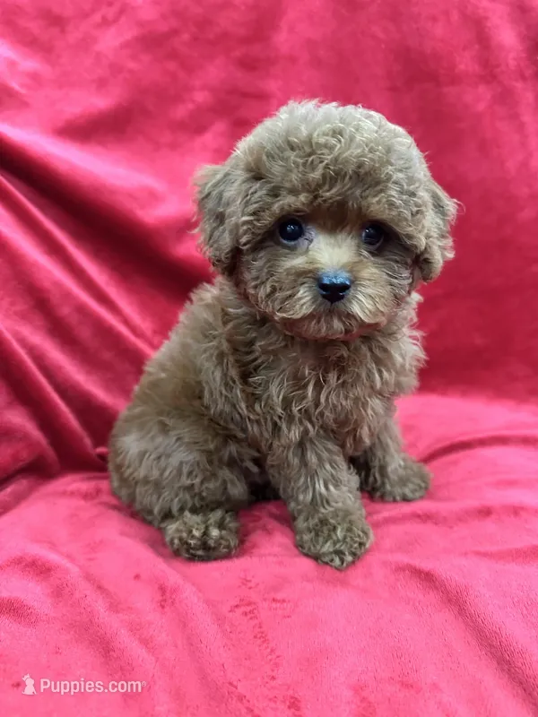 Molly – Poodle - Toy  puppy for sale in Valencia, CA