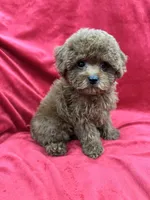 Molly, a female Poodle - Toy  for sale in Valencia, CA – Photo 1 of 10