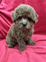 Molly, a female Poodle - Toy  for sale in Valencia, CA – Photo 9 of 10