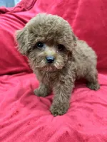 Molly, a female Poodle - Toy  for sale in Valencia, CA – Photo 3 of 10