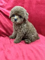 Molly, a female Poodle - Toy  for sale in Valencia, CA – Photo 4 of 10