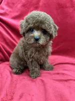 Molly, a female Poodle - Toy  for sale in Valencia, CA – Photo 8 of 10
