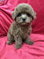 Molly, a female Poodle - Toy  for sale in Valencia, CA – Photo 7 of 10