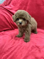 Molly, a female Poodle - Toy  for sale in Valencia, CA – Photo 6 of 10