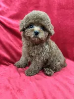 Molly, a female Poodle - Toy  for sale in Valencia, CA – Photo 10 of 10