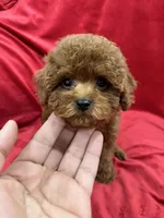Molly, a female Poodle - Toy  for sale in Valencia, CA – Photo 2 of 10