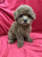 Molly, a female Poodle - Toy  for sale in Valencia, CA – Photo 5 of 10