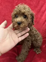 Milo, a male Poodle - Toy  for sale in Valencia, CA – 2 of 9